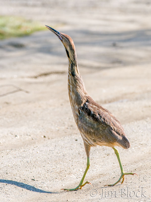 Bittern at Post Pond Jim Block Photography